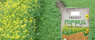 Зелено торене