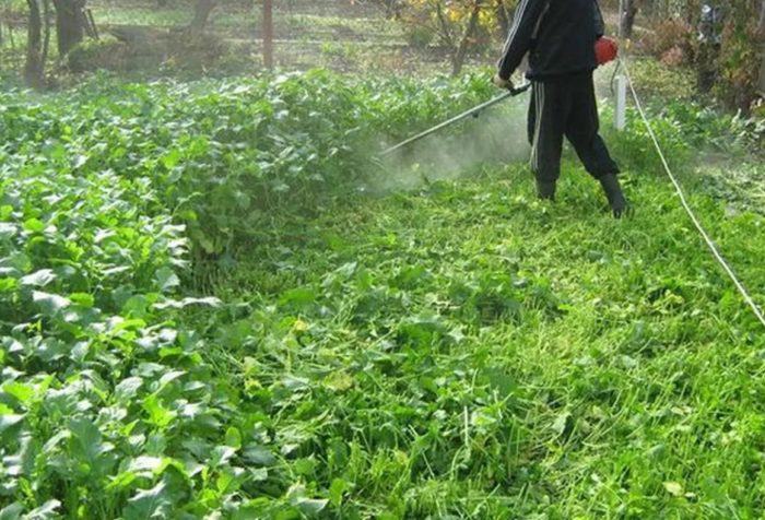 Горчичен фасет