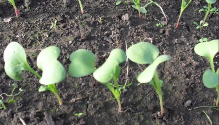 Пролетни издънки