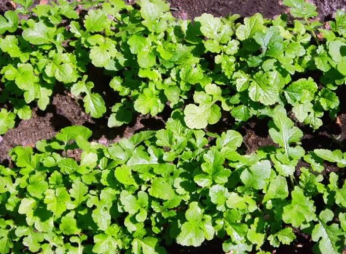 Отгледани разсад