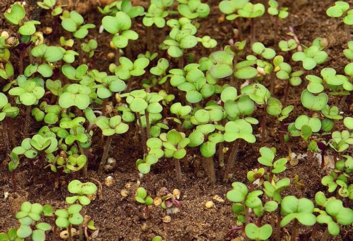 Разсад от горчица