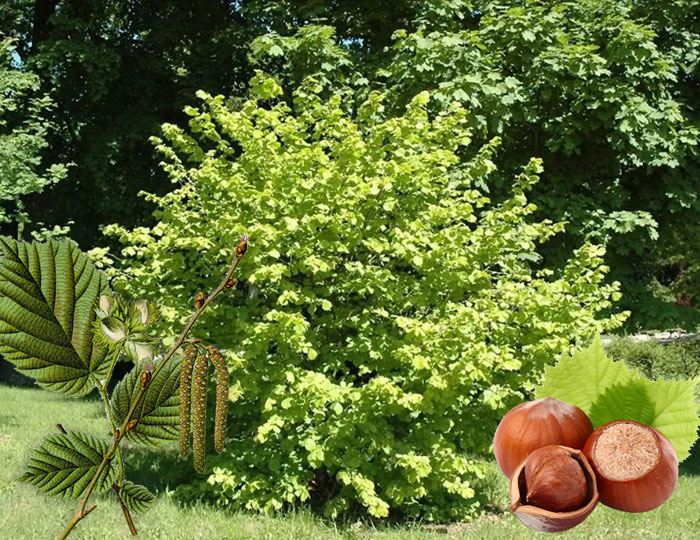 Лешник Хейзъл