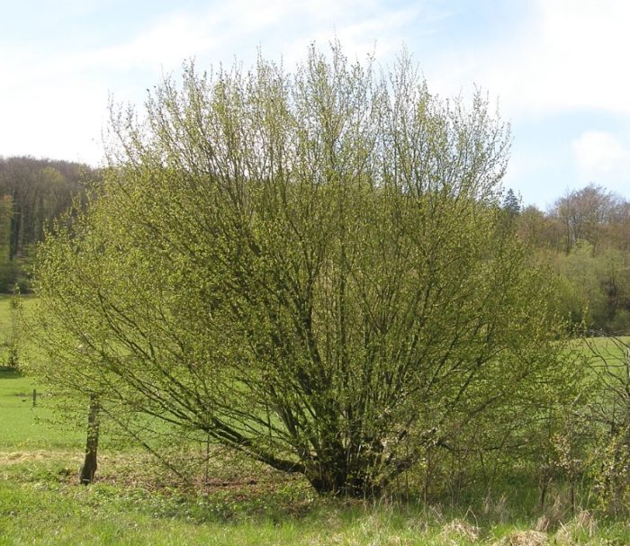 Лешниково дърво-храст Храст от лешниково дърво