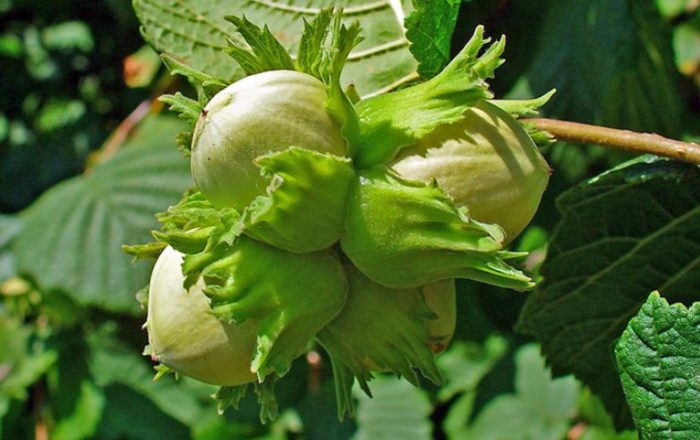 Плодове от лешници Лешници