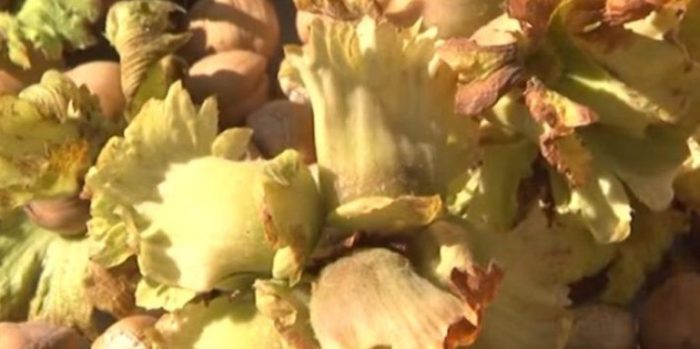 Ядки Плодове от лешници