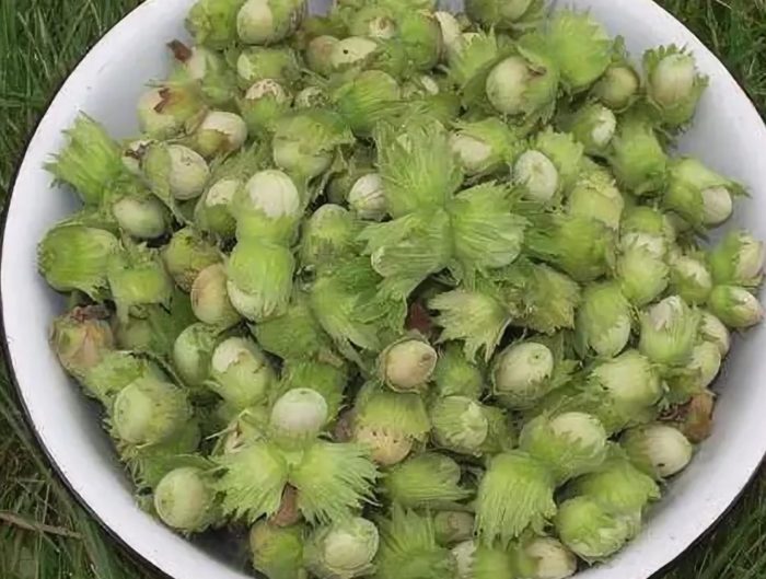 Млечнозрели ядки Ядки във външната черупка