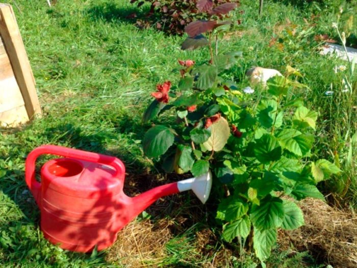 Поливане на разсад от лешник Поливане на лешници