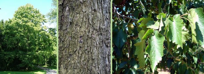 Мечи лешник Лешник