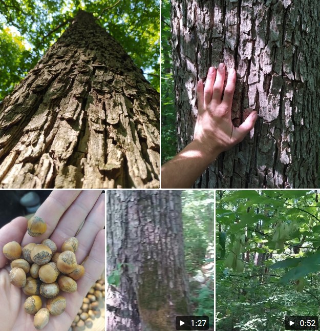 Мечешка орех Лешник