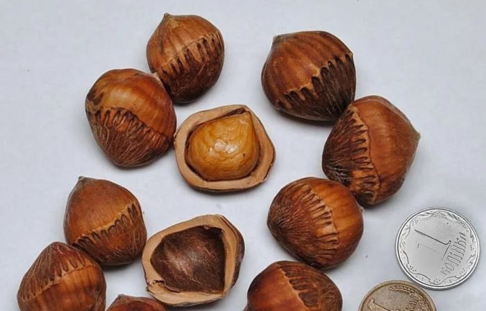 Плодове на дървесната леска Размер на плода на мечката орех