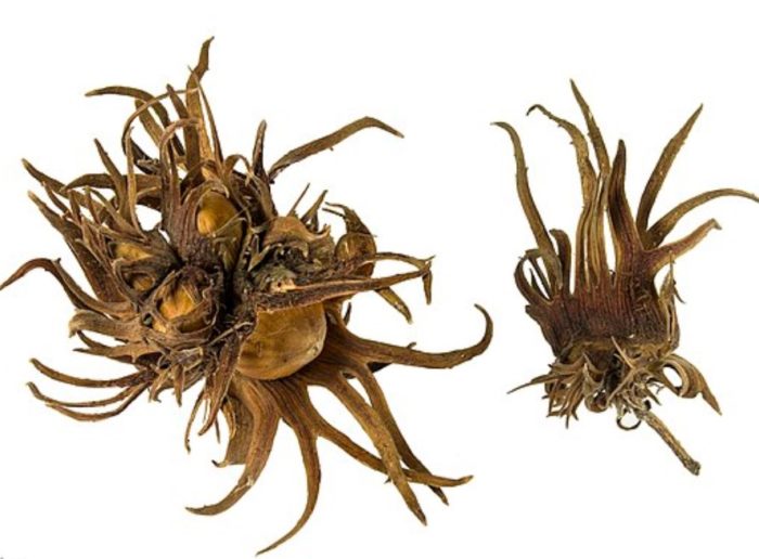 Черупка от мечи орехи Мечешка орех