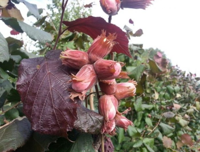 Червенолистна леска Червенолистна леска