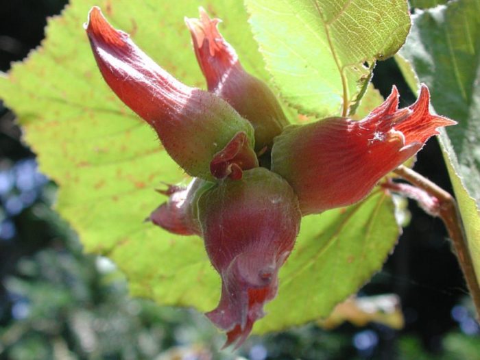 Ядки на клъстери Плодове на едрия лешник