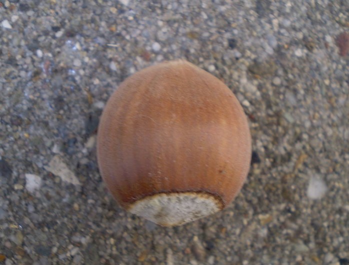 Ядка в черупка Лешникът е голям ядков плод