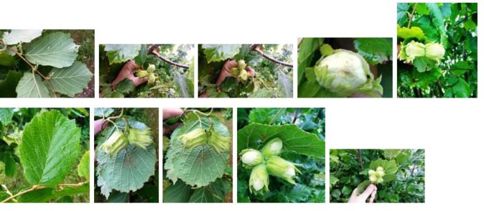 Миниатюри от ломбардски орех Снимка на орех Ломбардия