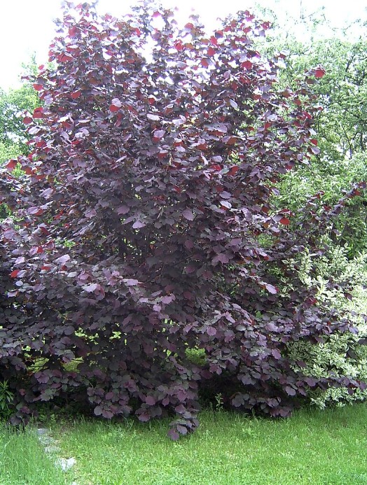 Голям вид лешник Голям лешник