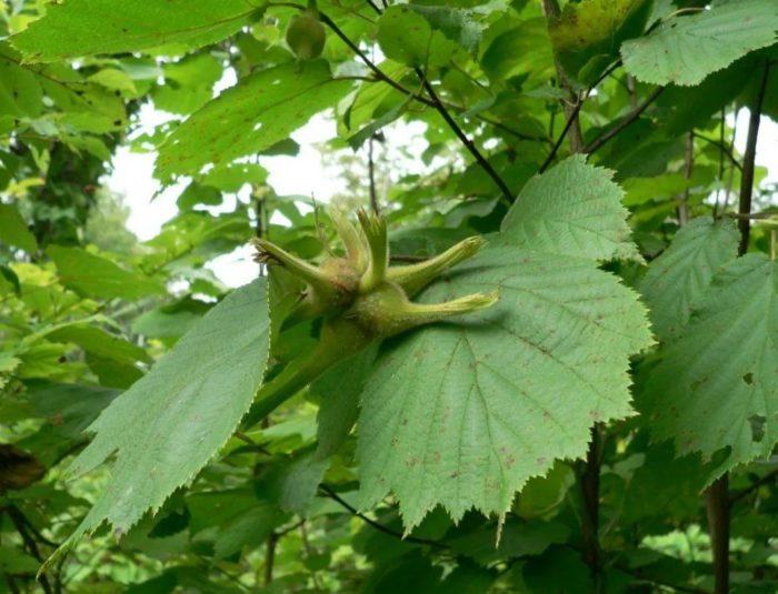 Манджурска леска Манджурски орехи
