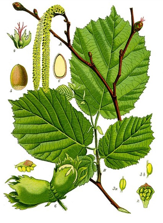 Листа, клони, ядки от лешник Компоненти на лешника