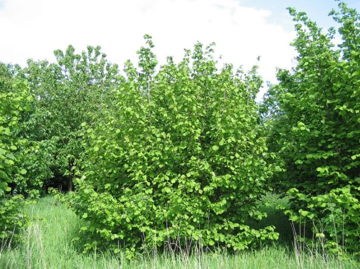 Обикновен лесков храст Обикновена леска