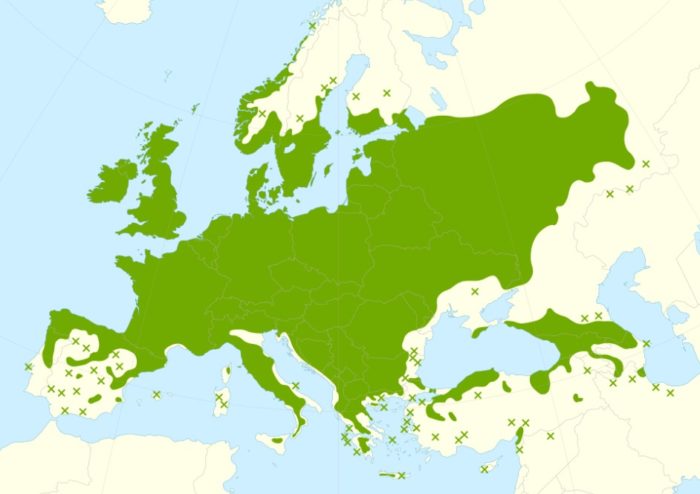 Къде е разпространена обикновената леска? Къде се намира