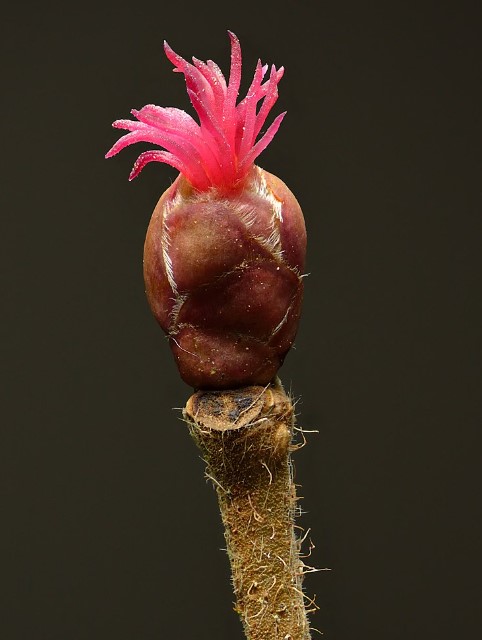 Женско цвете Цвете от пъпка