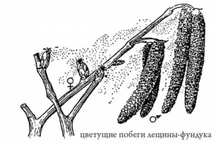 Опрашване на лешник Опрашване на лешник