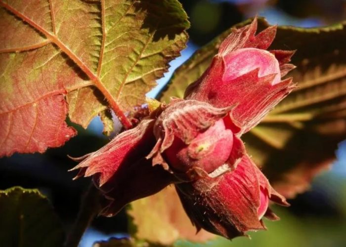 Ядки през есента Орех през есента