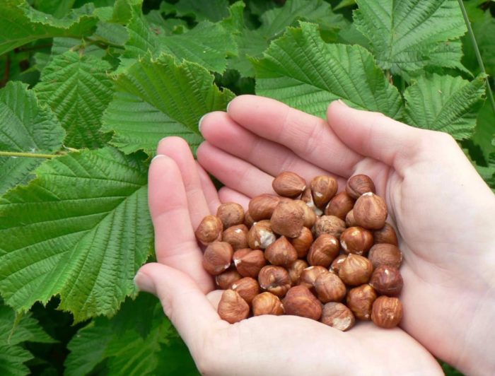 Обелени ядки Бране на ядки