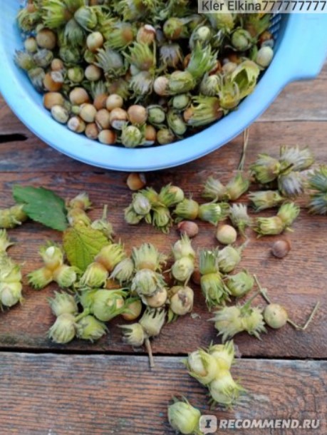 Небелени лешници Ядки