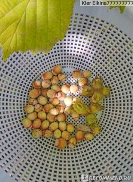 Ядки, събрани в сито Ядки в сито