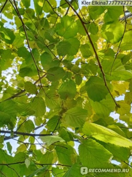 Листа от лешник Листа и ядки