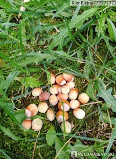 Ядки в тревата Бране на ядки