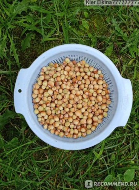 Бране на ядки Ядки в сито без къщички