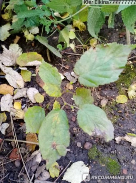 Малка ядка Издънка от майчина лешника