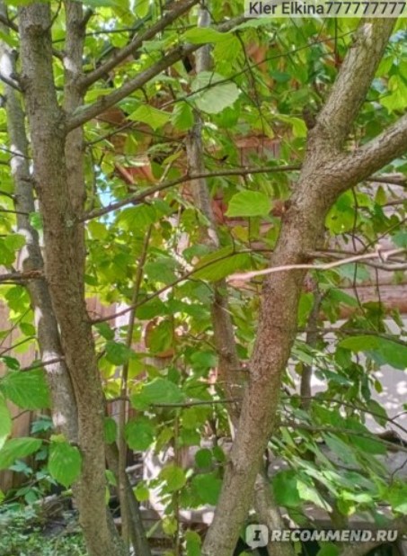 Стъбла на лешници Клони и листа от леска