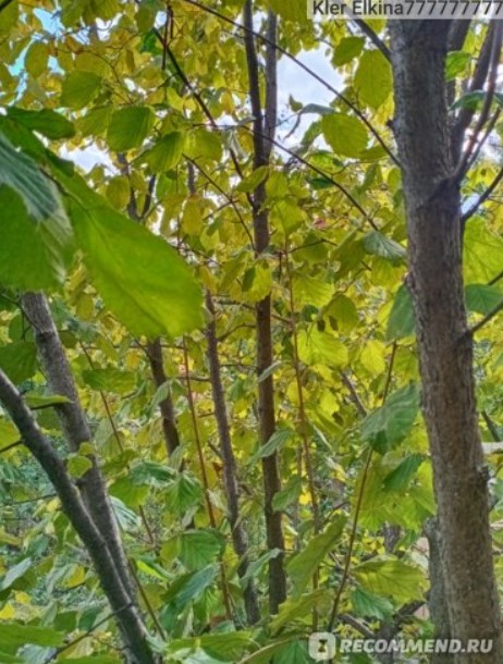 Обрасло лешниково дърво Лешниково дърво