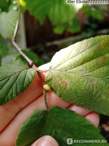 Листа от лешник Листа от лешник