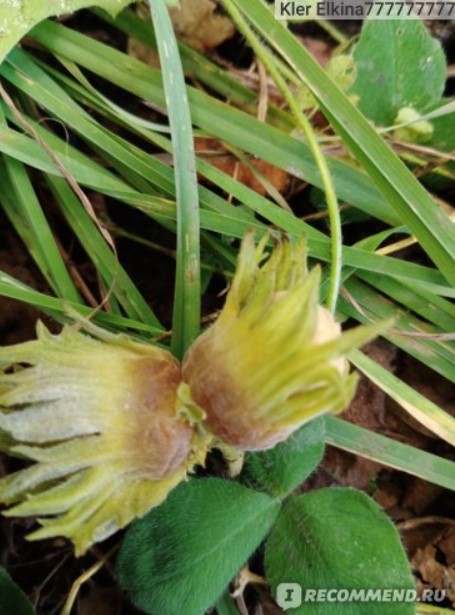 Обелени ядки Покрити ядки