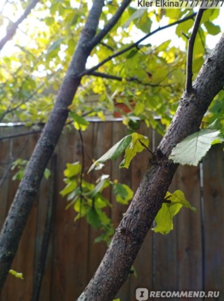 Лешник Лешниково дърво