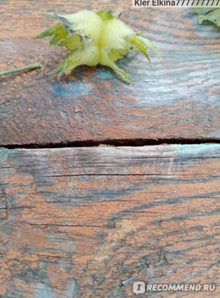 Лудници Ядка на масата