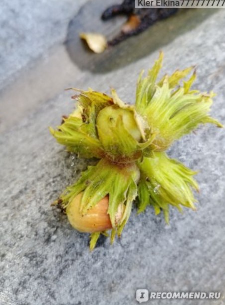 Гръпки ядки Ядка в къщата