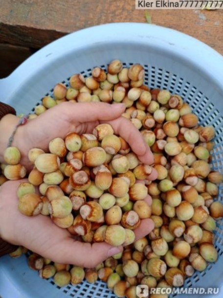 Събрани и обработени ядки с черупки Обелени ядки