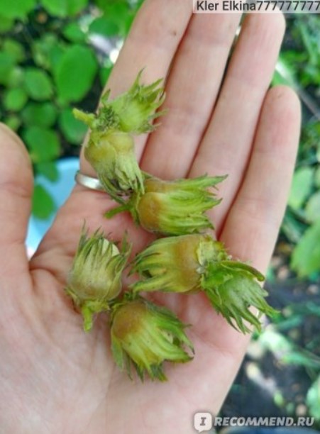 Ядки в къщата Небелени ядки на дланта ви