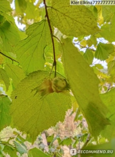 Ядки на лешников храст Лешници