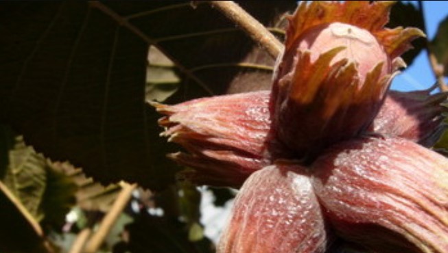 Понтийска леска Понтийска леска