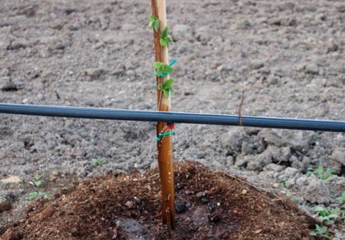 Как да засадим фиданка лешник Засаждане на фиданка лешник