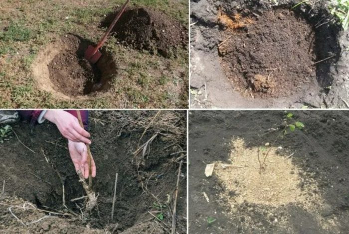 Засаждане на леска Засаждане на лешници