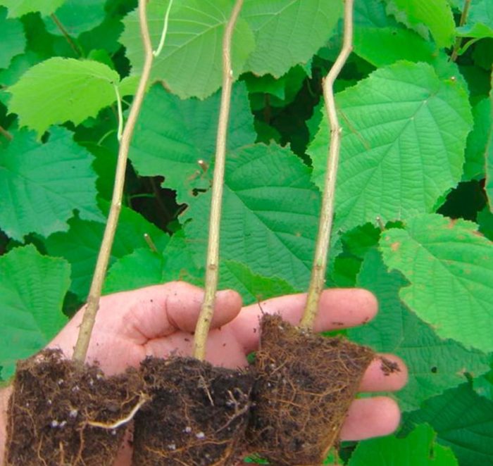 Разсад от лешници за засаждане Фиданка от лешник