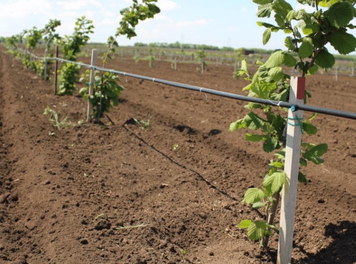 Схема за засаждане на лешници Схема за засаждане на лешници