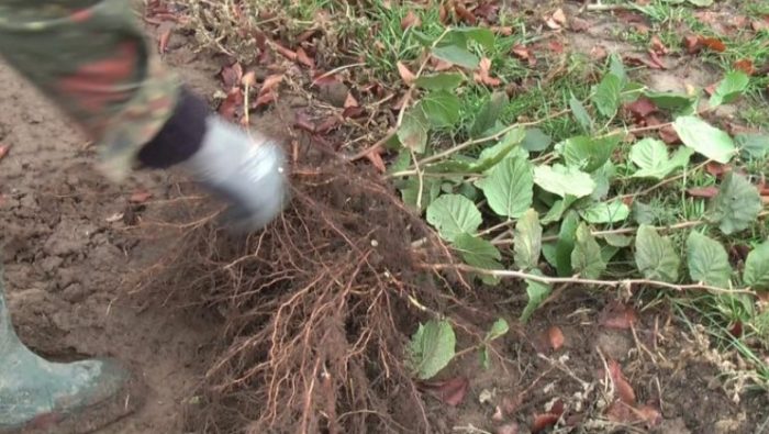 Пресаждане на разсад от майчиния храст Размножаване чрез храсти